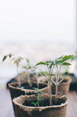 Spring Home Seedlings