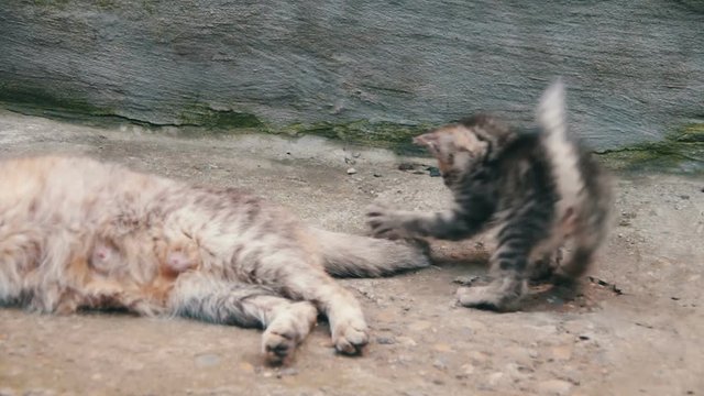 Kittens are Played with a Cat