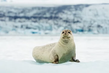 Keuken foto achterwand Baardrob Lying Bearded seal on ice in arctic Svalbard