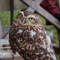 Portrait of Own with Brown Plumage