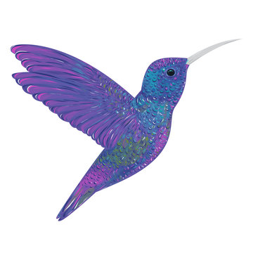 Hummingbird. Vector illustration