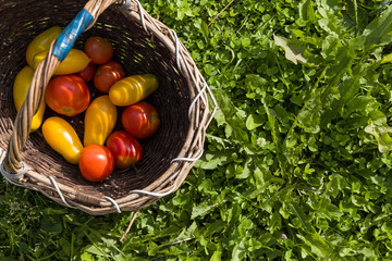 Top view on vintage basket with colorful organic tomatoes inside it. Autumn harvest. Gardening and farming. Healthy food concept