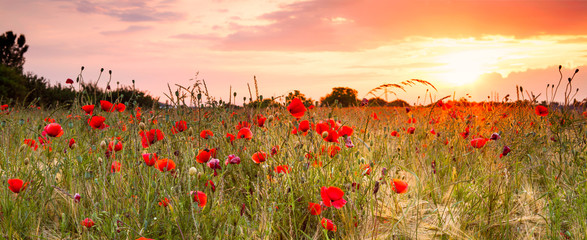 Wheat field with poppies - obrazy, fototapety, plakaty