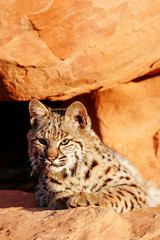 Bobcat lying on red rocks