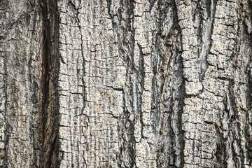 Old tree trunk detail texture as natural background (vintage style)