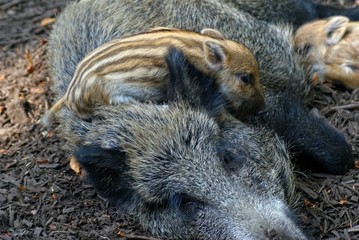 Frischling liegt auf Bache