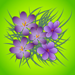 Saffron,Crocus sativus purple flowers. Vector illustration