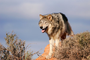 Gray wolf (Canis lupus)