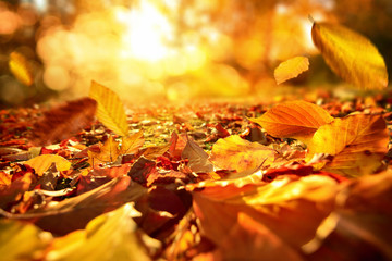 Stimmungsvolle Szene im Herbst mit fallenden Blättern und warmer Sonne
