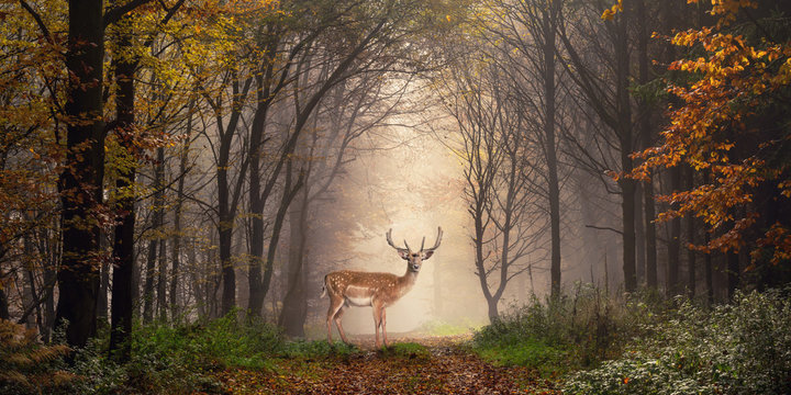 Fototapeta Damhirsch auf einem Weg im verträumt nebeligen Wald