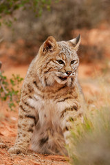 Fototapeta na wymiar Bobcat sitting in a desert