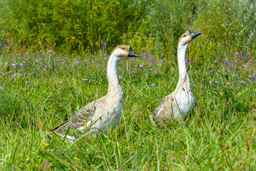Braune Höckergänse in der Wiese