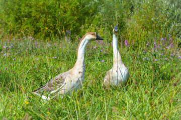 Braune Höckergänse in der Wiese