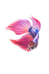 Siamese betta fish tail movement abstract background