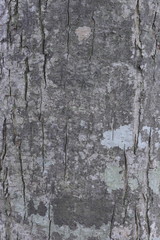 Fototapeta premium 木の幹