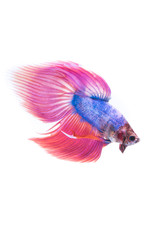 Fototapeta premium Siamese betta fish tail movement abstract background