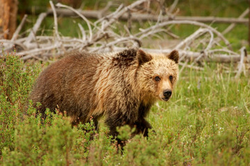 Fototapeta premium Young Grizzly bear in Yellowstone National Park, Wyoming