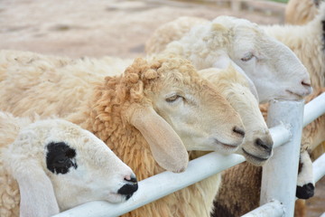 Fototapeta premium Sheep in the farm.