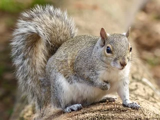 Fotobehang Oostelijke grijze eekhoorn (Sciurus carolinensis) © donyanedomam