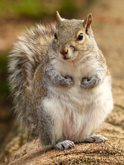 Eastern gray squirrel (Sciurus carolinensis)