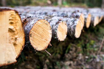 Trunks of trees cut and stacked in the foreground