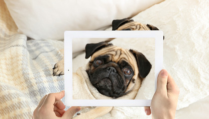 Male hands taking photo of cute pug dog on tablet.