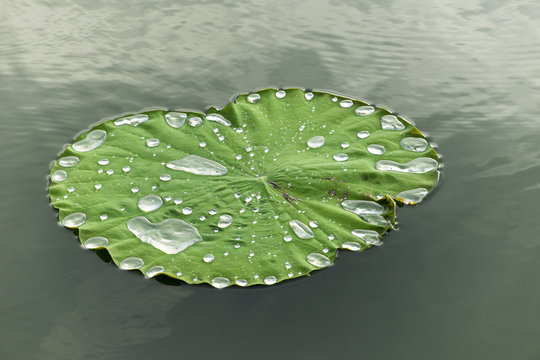 Water or rain drop on green lotus leaf.