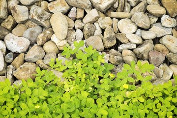 Texture of stone with green leaves smalll Rock Texture Backgroun