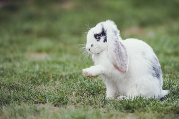 Lapin bélier