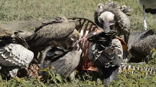 R&uuml;ppell's vulture African white-backed vulture (Gyps africanus) feeding on a Blue wildebeest (Connochaetes taurinus) carcass. Ngorongoro Conservation Area (NCA). Tanzania