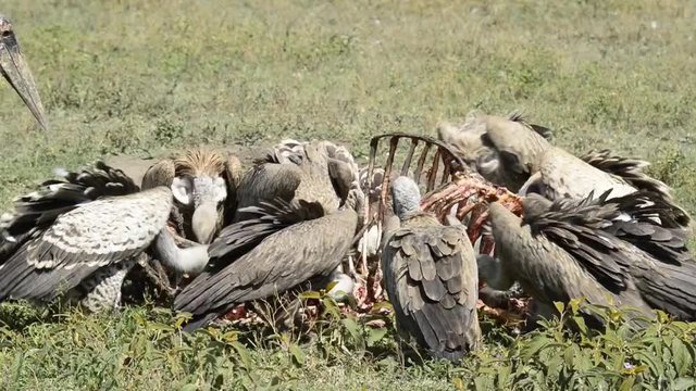 R&uuml;ppell's vulture African white-backed vulture (Gyps africanus) feeding on a Blue wildebeest (Connochaetes taurinus) carcass. Ngorongoro Conservation Area (NCA). Tanzania