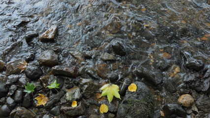 洞爺湖　落ち葉