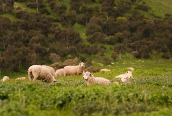 Obraz premium Australian Agriculture Landscape Group of Sheep in Paddock