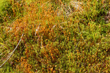 Natural carpet of moss on a forest floor