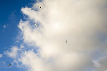 Seagulls flying nap-of-the-earth