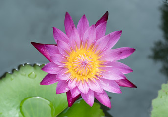 lotus flower in pond
