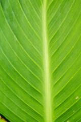 Green Leaf Macro