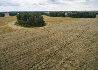 Fototapeta na wymiar excerpt forest among the wheat field