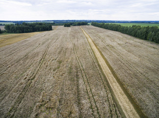 Fototapeta na wymiar the ruts from the machinery in a wheat field
