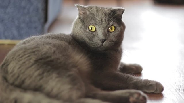 Blue British cat is lying at home in front of camera