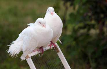 Two white doves perched on a cage door