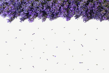 Obraz premium Top view of an edge formed of lavender flowers on a white background. Floral background with purple flowers of lavandula. Photo from above.