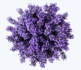 Top view of a bouquet of lavender flowers on a white background. Bunch of purple lavandula flowers. Photo from above. - obrazy, fototapety, plakaty