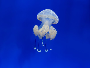 medusa jellyfish underwater diving photo egypt red sea