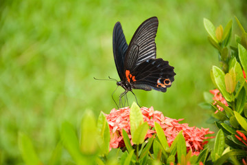 Fototapeta na wymiar butterfly on flower(Great Mormon,Papilio memnon agenor Linnaeus)