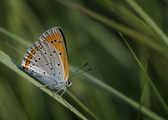 Motyl © arek0michalak