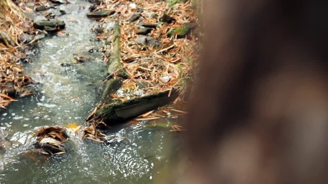 Beautiful waterfall in jungle forest. Video shift motion with chenge focus