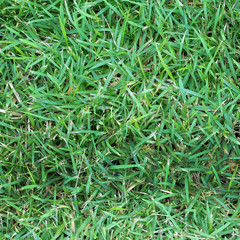 Green grass surface