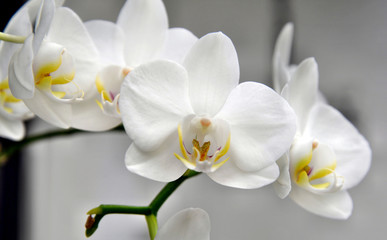 Naklejka na ściany i meble Orchidee - weiß - Blüte - Rispe