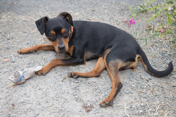 cute miniature sleep on the floor